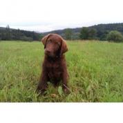 Fenka Chesapeake bay retrievera