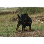 Jagdteriér