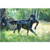 Psi flat coated retrievera s PP