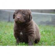 Chesapeake bay retriever - štěňátka s PP 