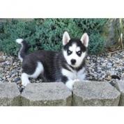 Sibiřský husky štěně k dispozici