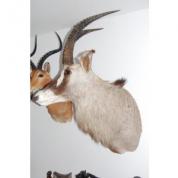 TROFEJE AFRICKÝCH ZVÍŘAT