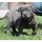 Prodám štěňata amerického pitbull teriéra Bluenose.