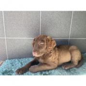 Retriever