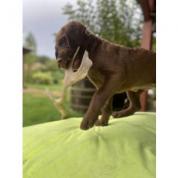 Chesapeake bay retriever