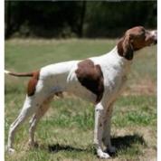 Anglický pointer