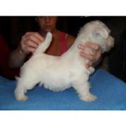 west highland white terrier