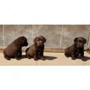 Nabídka štěňat labradorského retrievera
