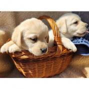 Nabídka štěňat labradorského retrievera