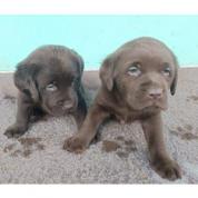 Nabídka štěňat labradorského retrievera