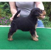 Welsh terrier - štěně - pes