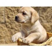 Nabídka štěněte labradorského retrievera