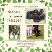 Štěňata border teriéra s PP