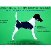 Foxterrier hladkosrstý -štěňata nabídka