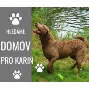 Hledáme domov pro 5ti letou fenu Chesapeake Bay Retrievera