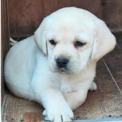 Nabídka štěněte labradorského retrievera