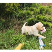 Nabídka štěněte labradorského retrievera