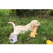 Nabídka štěněte labradorského retrievera