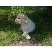 Nabídka štěněte labradorského retrievera
