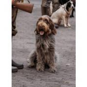 Italský spinone štěně