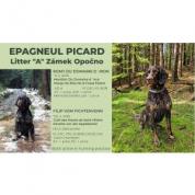 Epagneul Picard či Pikardský ohař