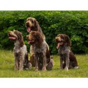 Italský spinone štěně