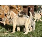 Italský spinone štěně