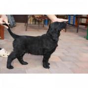  Flat coated retriever 